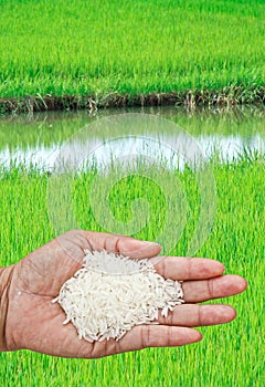 Paddy field