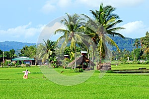 Paddy field