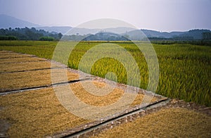 Paddy Field