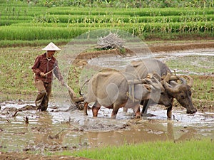 On the Paddy-field