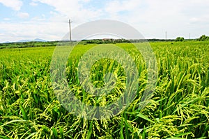 Paddy field