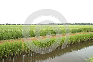 Paddy field