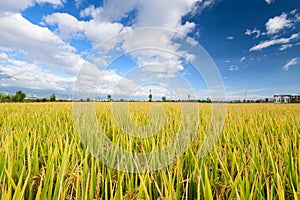 Paddy field