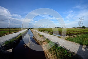 Paddy Field