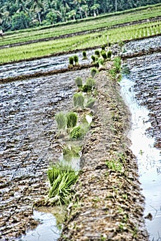 Paddy Field