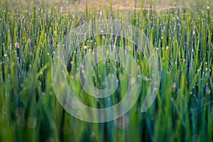 Paddy field