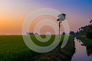 Paddy field