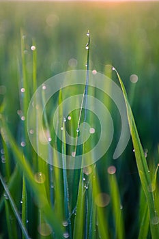 Paddy field