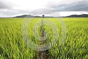 Paddy field