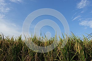 Paddy Field