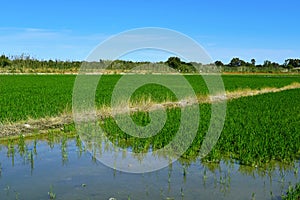 Paddy field in the Albufera in Valencia, Spain