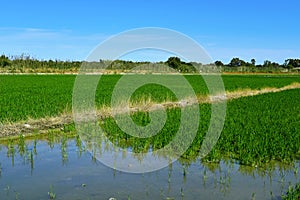 Paddy field in the Albufera in Valencia, Spain photo