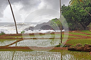 Paddy Field along Sea Coastline