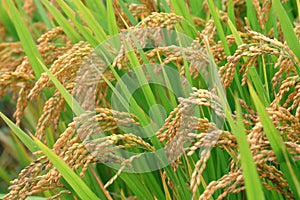 Paddy field in autumn photo