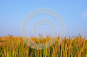 Paddy field in autumn