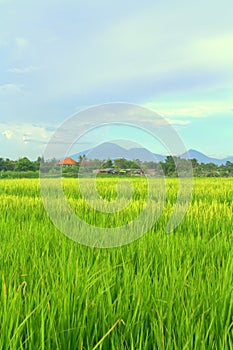 Paddy Field in Bali