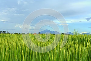 Paddy Field in Bali