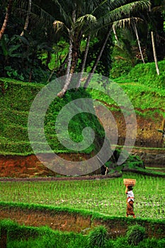 Paddy Field Bali