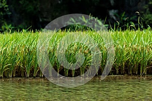 A paddy field besides a river. At Tam Coc, Ninh Binh Province, Hanoi, Vietnam.