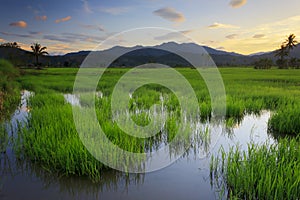 Paddy field at Borneo, Sabah, Malaysia