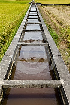 Paddy Field and Canal, Sekinchan, Malaysia