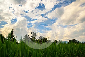 Paddy field cloudy sky