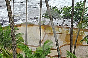 Paddy Field on the Coastline