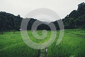 Paddy field In the countryside Rice fields in asia