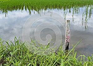 A paddy field damaged by apple snails