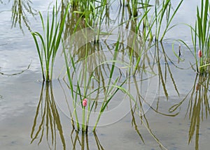 A paddy field damaged by apple snails