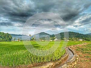 Paddy Field During the Day with Mountain and Water Views