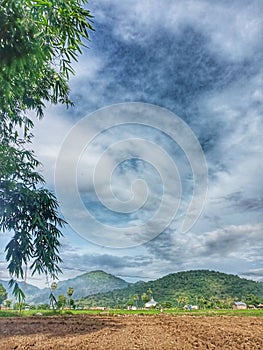 Paddy Field During the Day with Mountain View photo