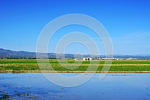 Paddy field in Delta del Ebro, in Catalonia, Spain photo