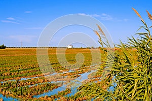 Paddy field in Delta del Ebro, in Catalonia, Spain