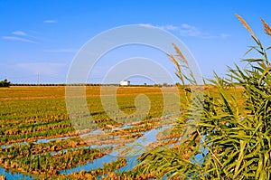 Paddy field in Delta del Ebro, in Catalonia, Spain photo