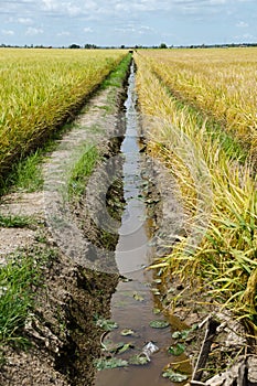 Paddy Field and Ditch, Sekinchan, Malaysia