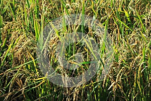 Paddy field and ear of rice near harves