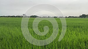 Paddy Field Ears of Rice Cultivation in the Cloudy View