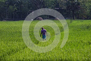 PADDY FIELD AND FARMER AT RURAL BENGAL