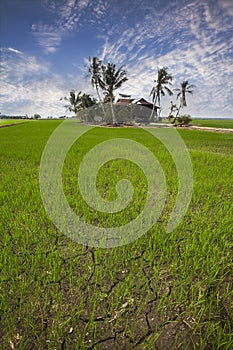 Paddy field and the farmer's house