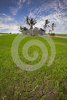 Paddy field and the farmer's house photo