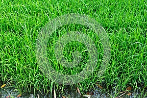 Paddy field is a flooded parcel of arable land used for growing semi aquatic rice. Thailand has a strong tradition of rice.