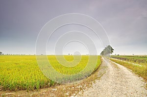 Paddy field during foggy morning