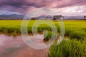 Paddy field on a gloomy day in Sabah, Malaysia, Borneo