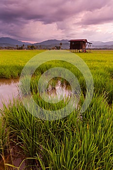 Paddy field on a gloomy day in Sabah, Malaysia, Borneo