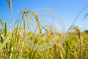 Paddy field golden rice farm background