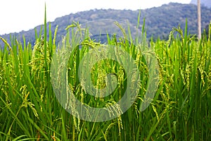 Paddy field with green rice paddy and mountain background