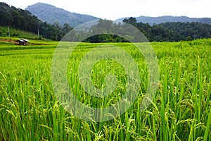 Paddy field with green rice paddy and mountain background