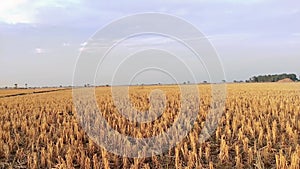 Paddy field after harvesting rice stubble scenery rizland post-harvesting view recolte riz, colheita dearroz video clip