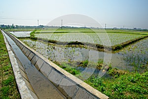 Paddy field and irrigation canal